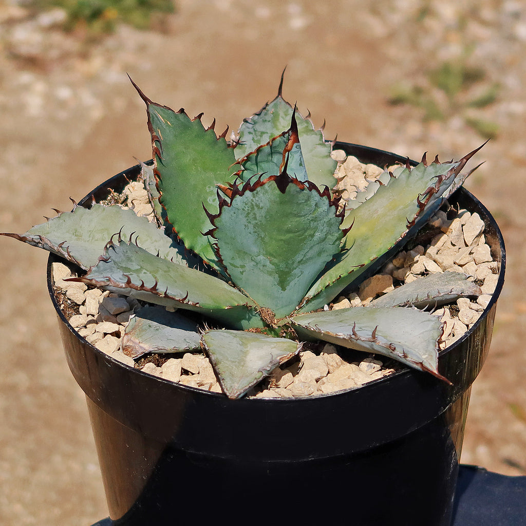 Agave titanota &