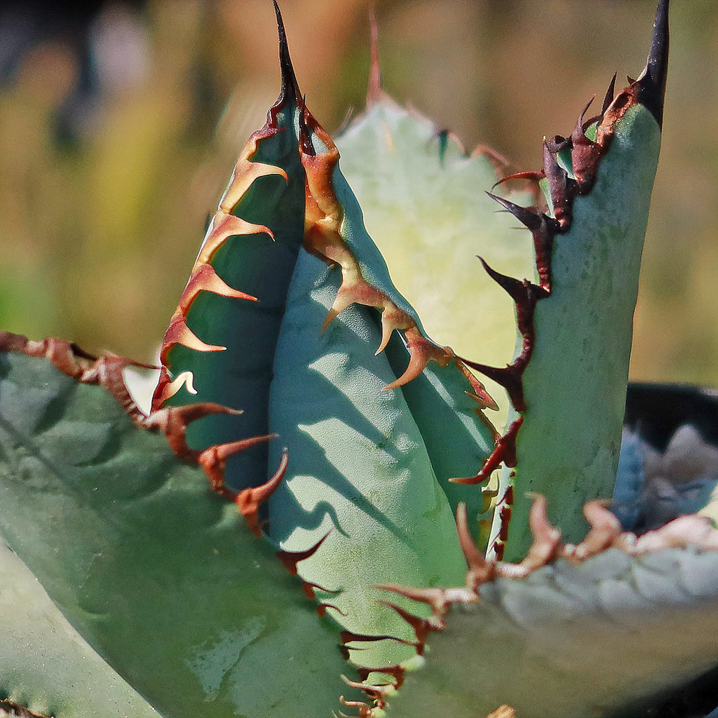 Agave titanota &
