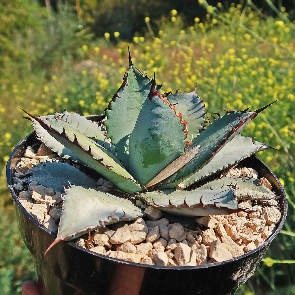 Agave titanota &
