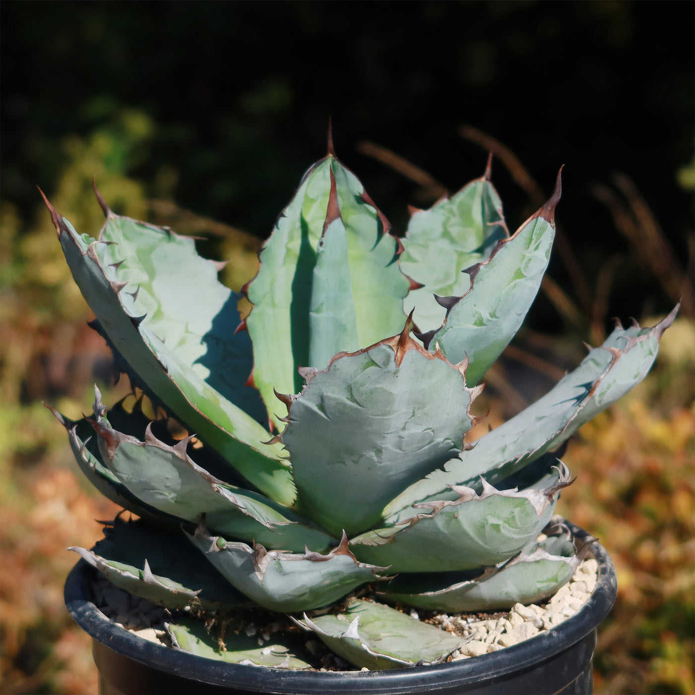 Agave titanota black and blue