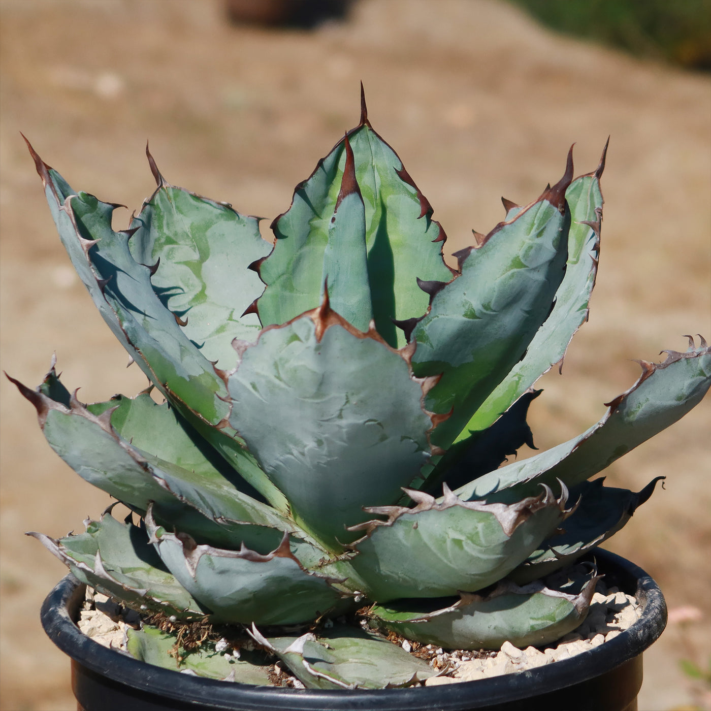 Agave titanota black and blue