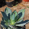 Agave titanota black and blue