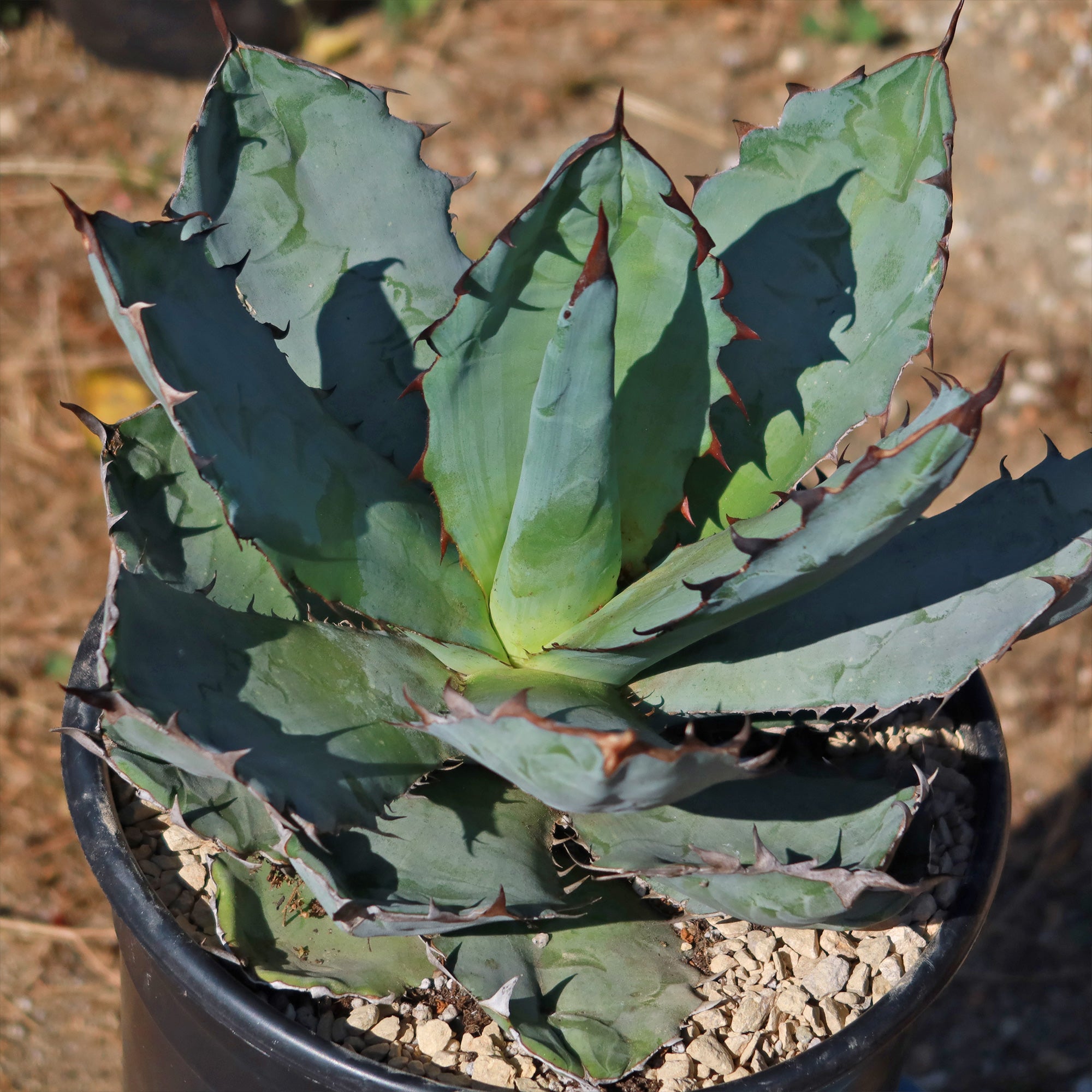 Agave titanota black and blue