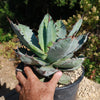 Agave titanota black and blue