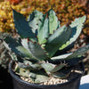 Agave titanota black and blue