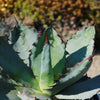 Agave titanota black and blue