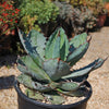 Agave titanota black and blue