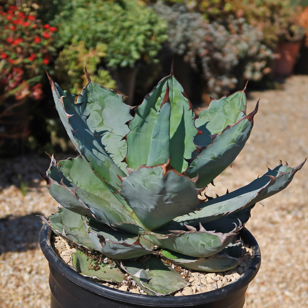 Agave titanota black and blue
