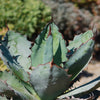 Agave titanota black and blue