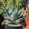 Agave titanota black and blue