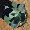 Agave truncata