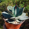 Agave truncata