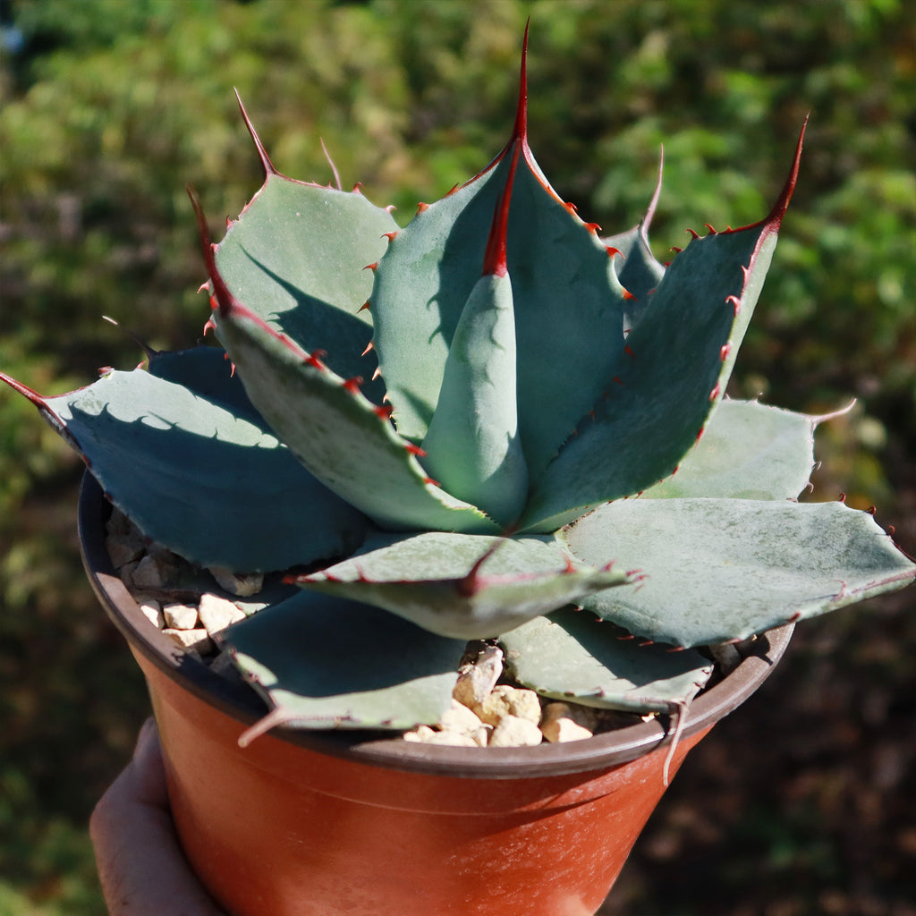 Agave truncata