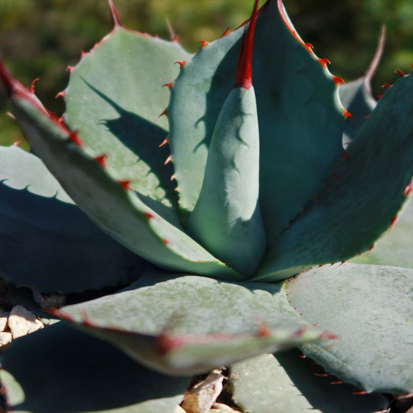 artichoke looking succulent Purchase the rare Agave Truncata or Artichoke Agave
