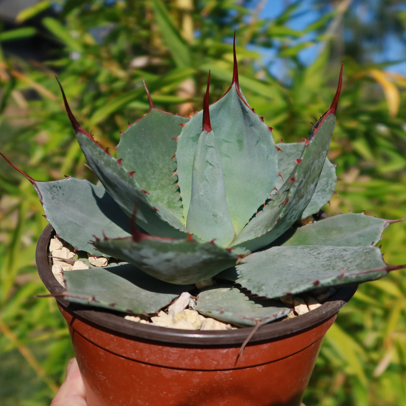 artichoke looking succulent Purchase the rare Agave Truncata or Artichoke Agave