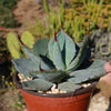 Agave truncata