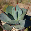 Agave truncata