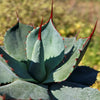 Agave truncata