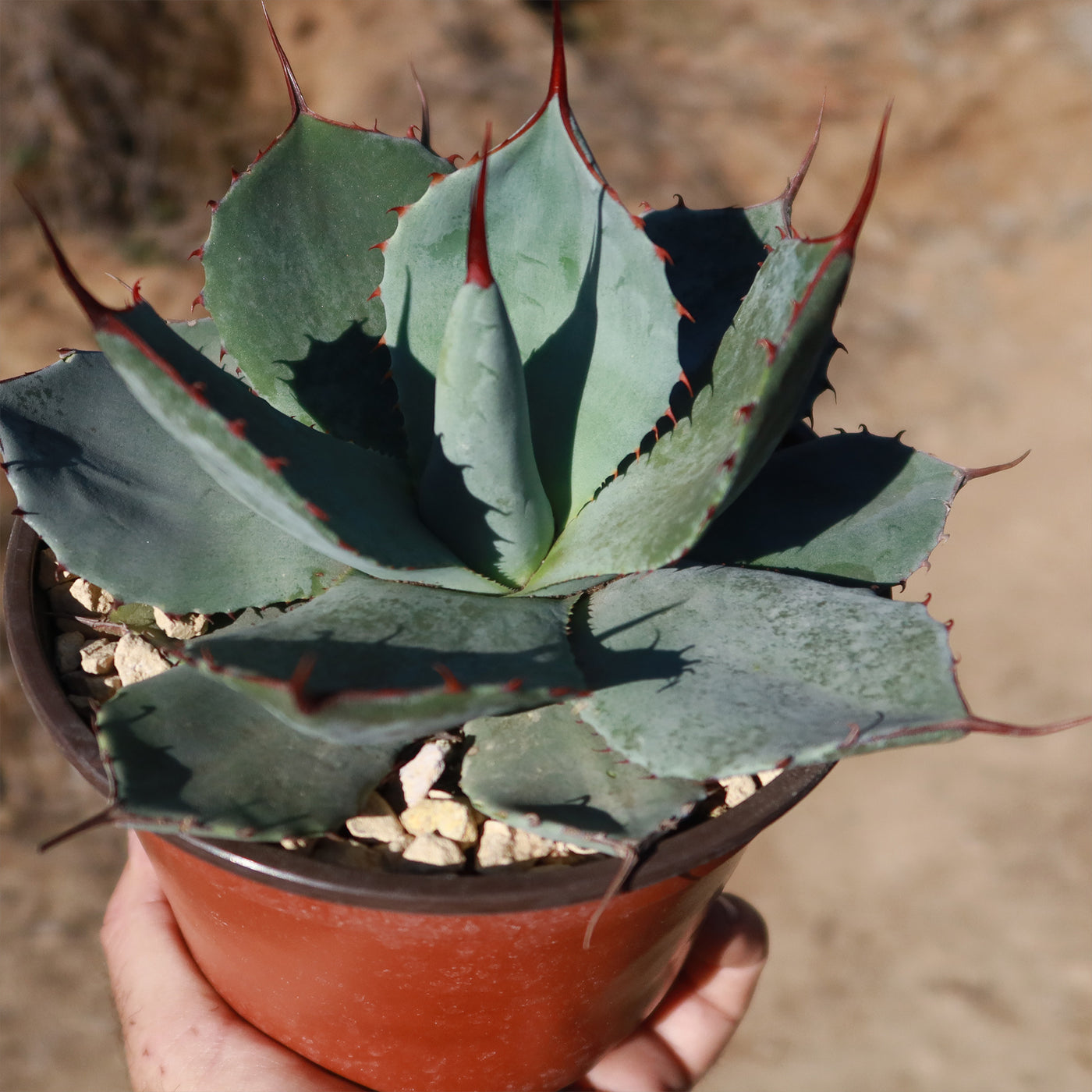 artichoke looking succulent Purchase the rare Agave Truncata or Artichoke Agave