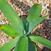 Octopus Agave – Agave vilmoriniana