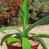 Octopus Agave – Agave vilmoriniana