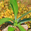 Octopus Agave – Agave vilmoriniana