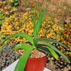 Octopus Agave – Agave vilmoriniana