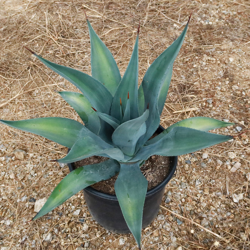 Weber Agave Weberi