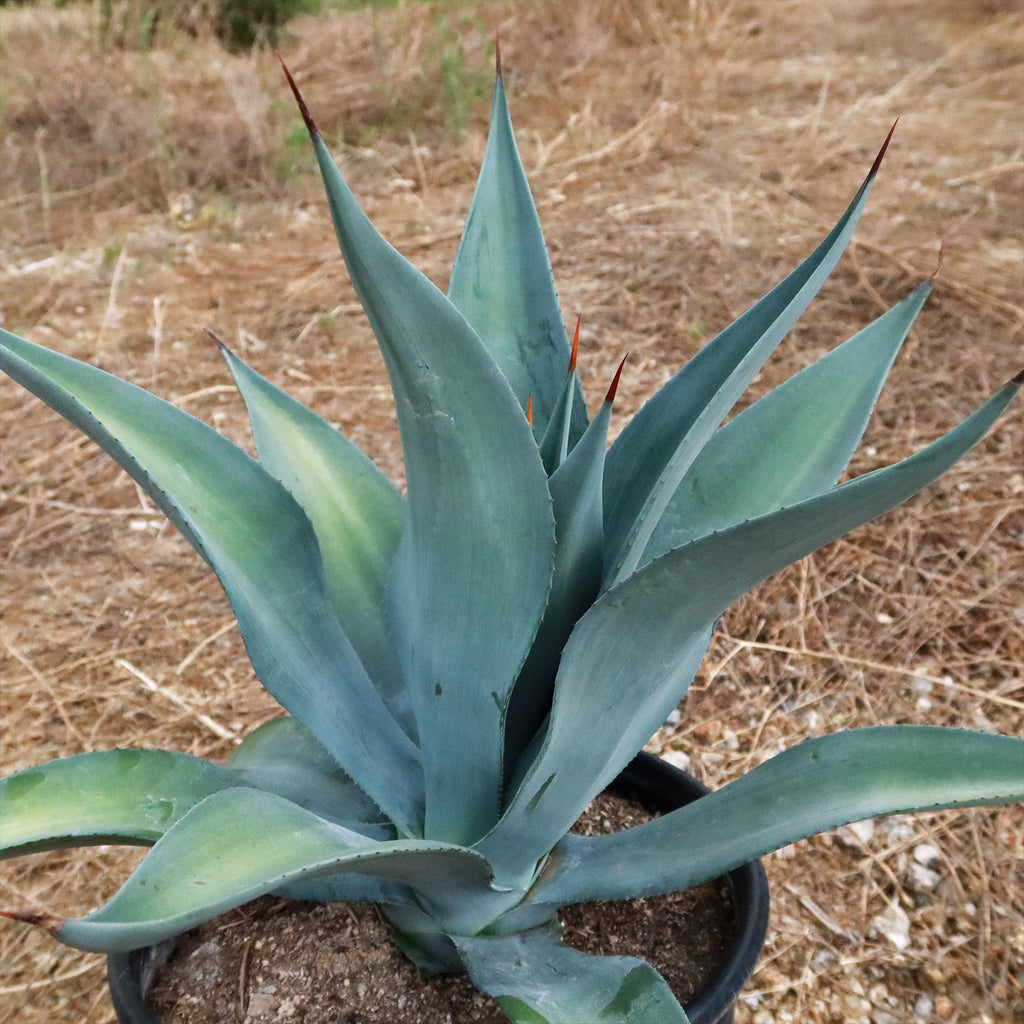 Weber Agave Weberi