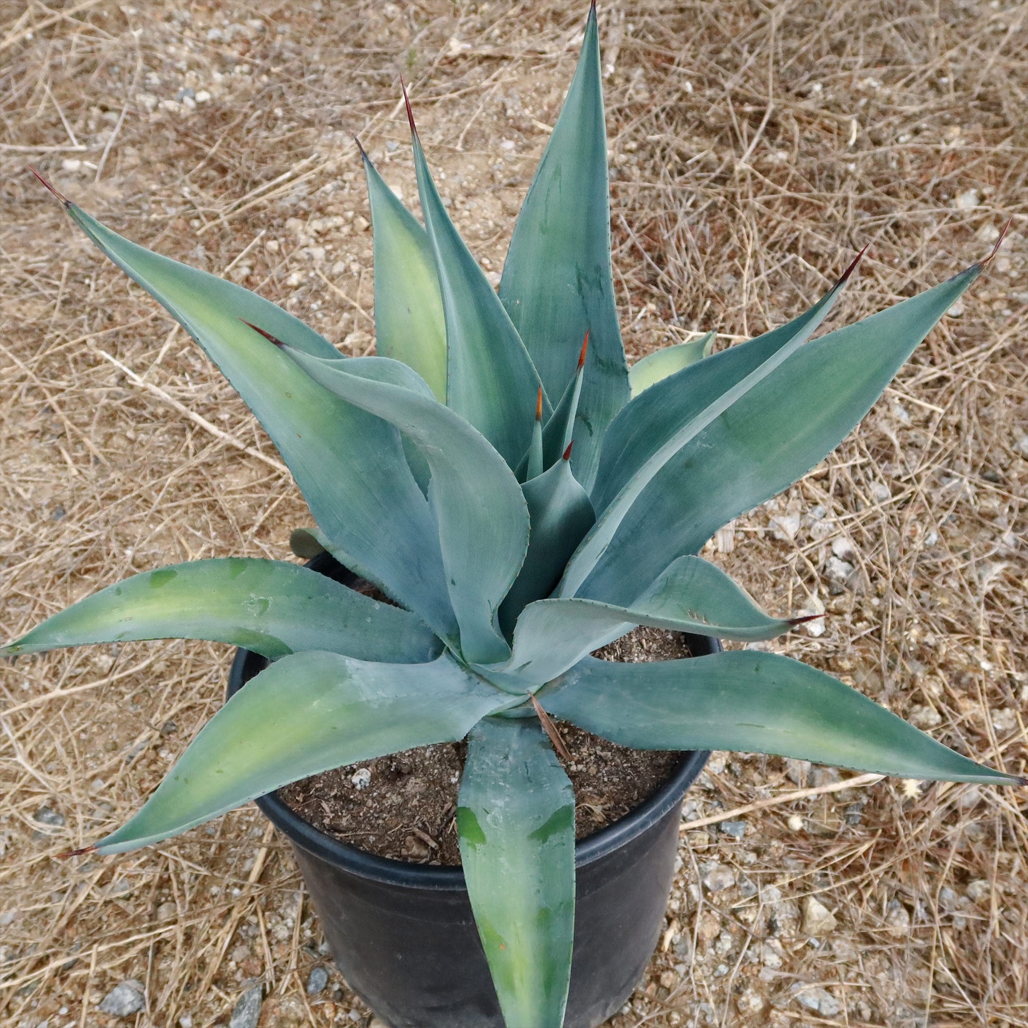 Weber Agave Weberi