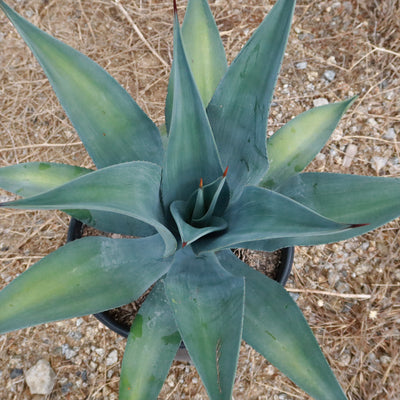 Weber Agave Weberi