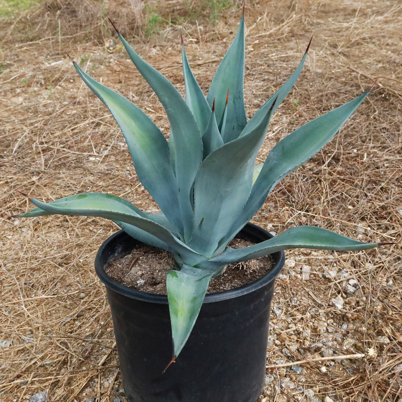 Weber Agave Weberi