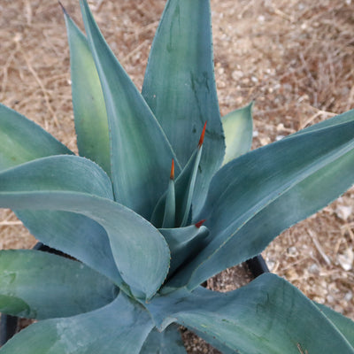 Weber Agave Weberi