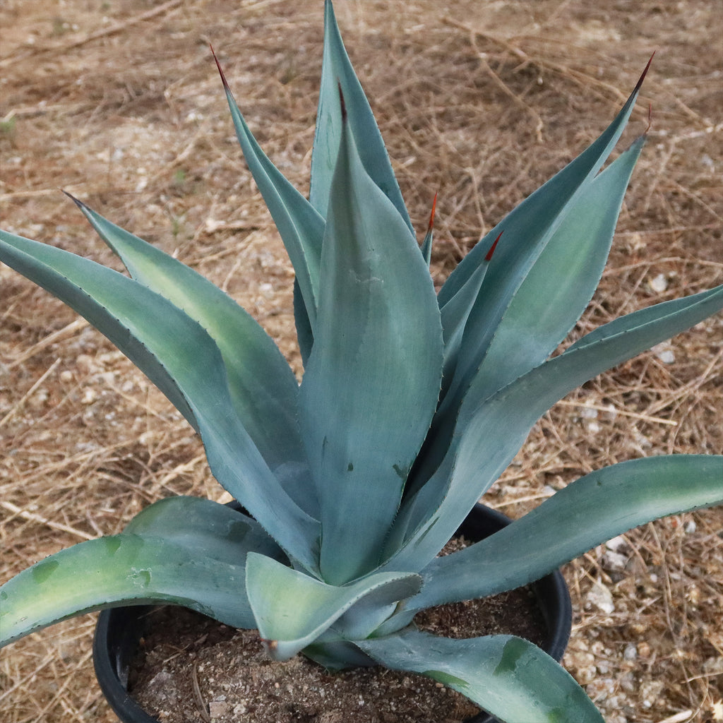Weber Agave Weberi