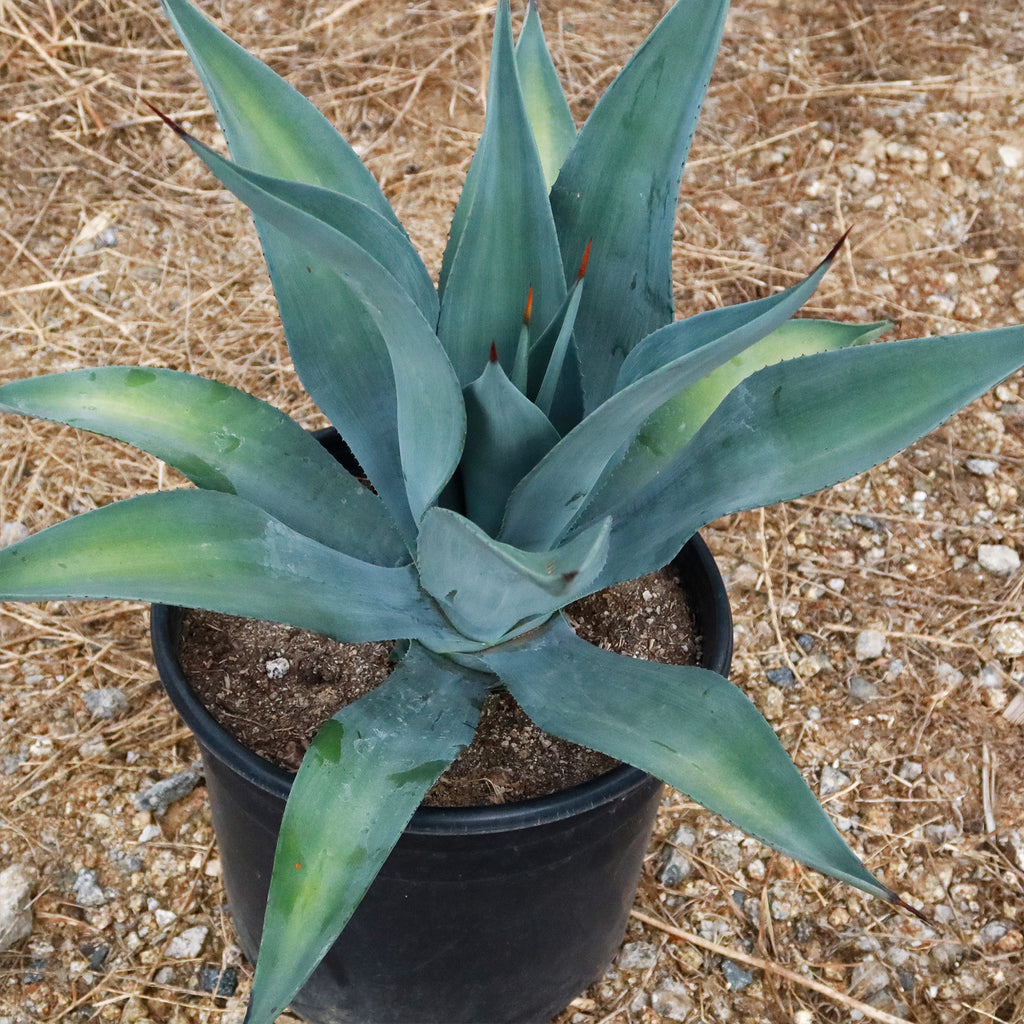 Weber Agave Weberi