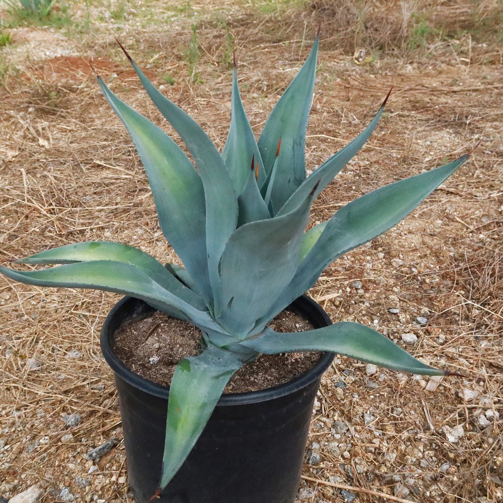 Weber Agave Weberi