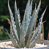 Saw Leaf Agave - Agave xylonocantha &