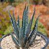 Saw Leaf Agave - Agave xylonocantha &