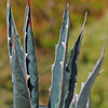 Saw Leaf Agave - Agave xylonocantha &