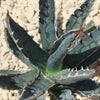 Saw Leaf Agave - Agave xylonocantha &