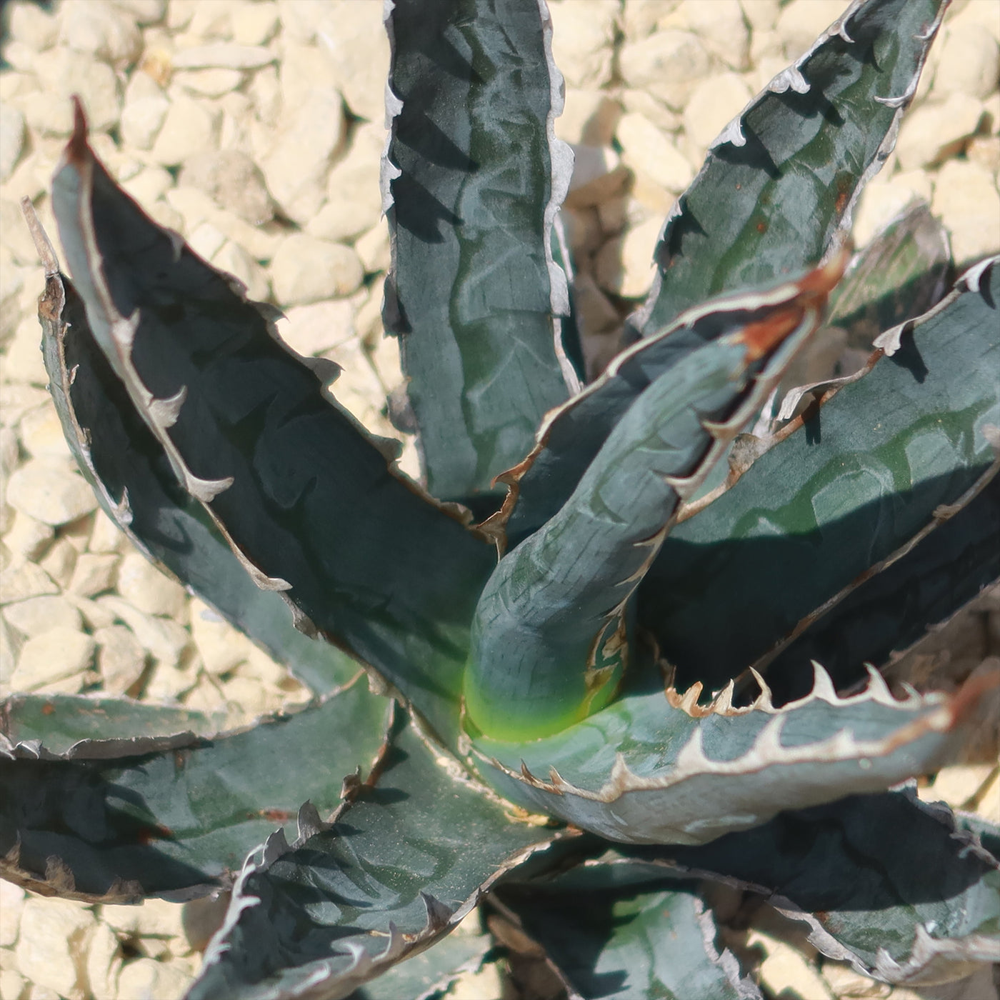 Saw Leaf Agave - Agave xylonocantha 'Swordfish'