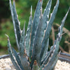 Saw Leaf Agave - Agave xylonocantha &