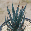 Saw Leaf Agave - Agave xylonocantha &