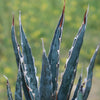 Saw Leaf Agave - Agave xylonocantha &