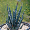 Saw Leaf Agave - Agave xylonocantha &