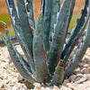 Saw Leaf Agave - Agave xylonocantha &