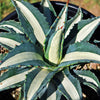 Agave mediopicta alba – White Striped Century Plant