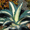 Agave mediopicta alba – White Striped Century Plant