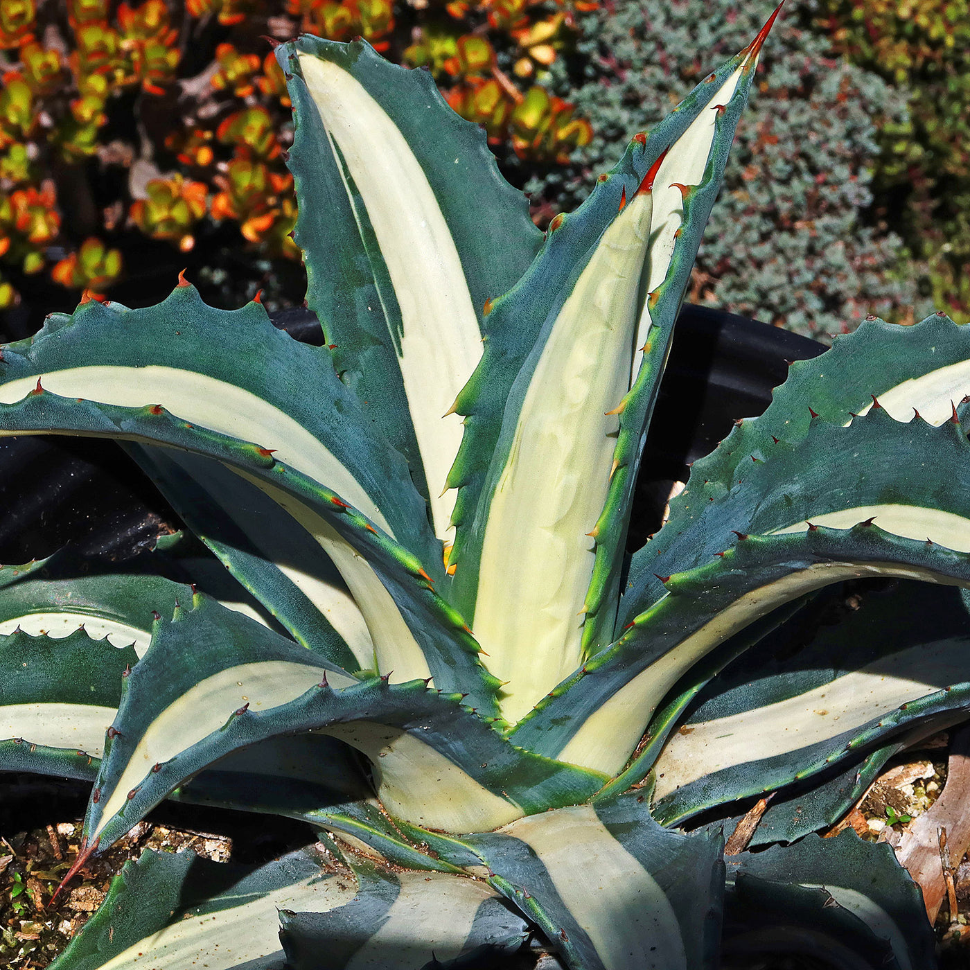 Agave potatorum var. verschaffeltii cv. Shoji Raijin Mediopicta-Alba - Giromagi Cactus and Agave potatorum var. verschaffeltii cv. Shoji Raijin Mediopicta-Alba - Giromagi Cactus and