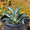 Agave mediopicta alba – White Striped Century Plant